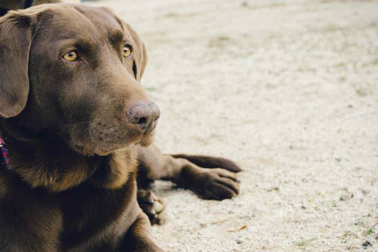 Ihr Hund war im Urlaub ? Video TierheilpraxisLaborKleemannDatteln